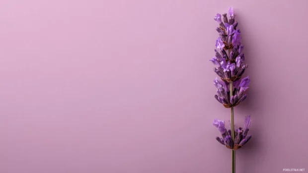 Aesthetic lavender phone background featuring minimalist single lavender stem on pale blush canvas.