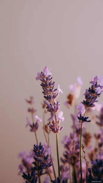 Aesthetic lavender phone wallpaper featuring soft focus photos, lace and minimal drawings.