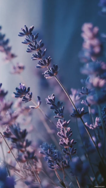 Aesthetic lavender vibes with soft pastels, blurry flowers and aesthetic quotes.