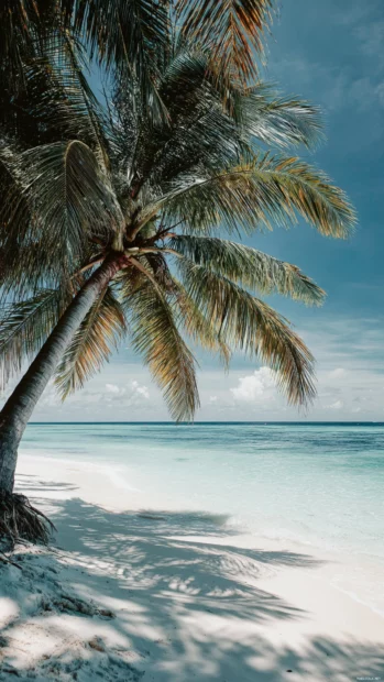 Aesthetic palm tree arching gracefully with delicate shadows falling across white sandy beaches.