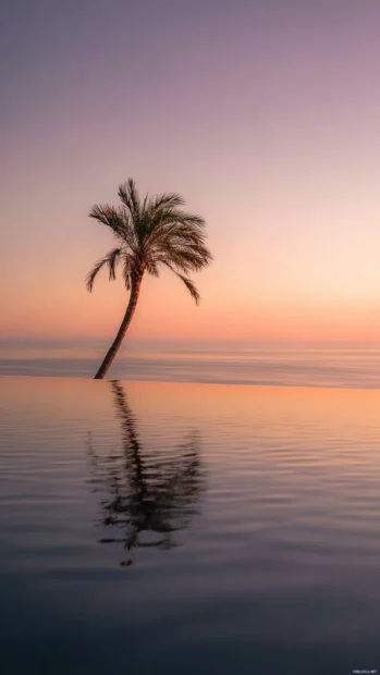 Aesthetic palm tree gently leaning over a calm ocean, perfectly aligned with sunset reflections.