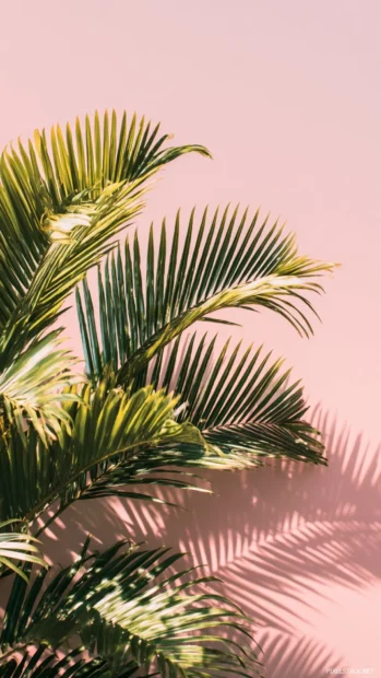 Aesthetic palm tree leaves spreading beautifully across a minimal soft pink background.