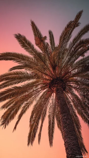 Aesthetic palm tree towering into a sky filled with warm coral and peach sunset tones.