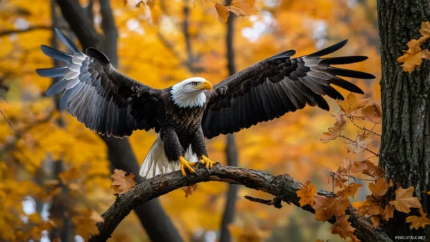 American eagle landing gracefully on a tree branch surrounded by autumn leaves.