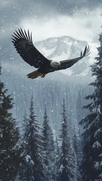 An artistic frame of an eagle circling above snowy pines.