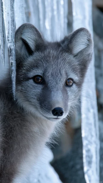 Arctic Fox glancing over its shoulder with icicles in the background, vertical composition and soft fur detail.
