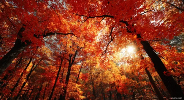 Autumn foliage wallpaper capturing radiant red and orange forest canopy under soft golden light.
