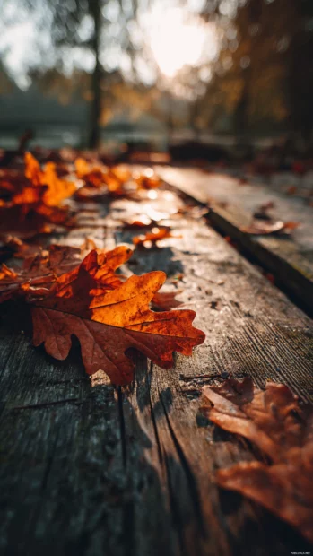 Autumn leaves iphone wallpaper featuring colorful oak leaves scattered on a rustic wooden path with soft sunlight glow.