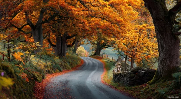 Autumn leaves wallpaper capturing crisp leaves swirling down a winding country lane beneath amber trees.