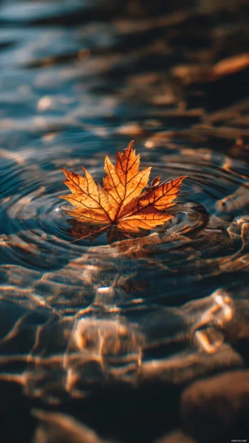 Autumn vibes 4K wallpaper iPhone featuring high detail maple leaf floating on rippling water surface.