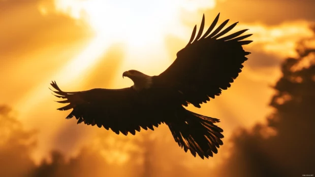 Backlit eagle silhouette with rays of sun bursting behind.