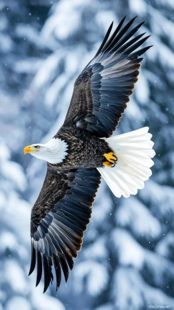 Bald Eagle captured mid swoop in a crisp alpine background.