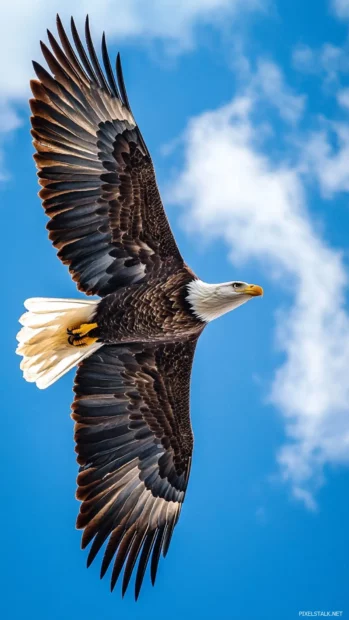 Bald Eagle flying high in a vibrant blue sky with scattered clouds.