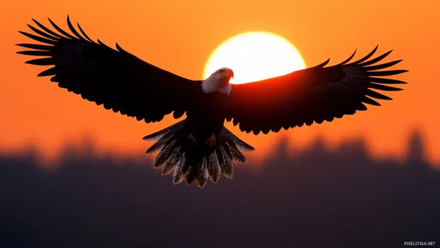 Bald Eagle in full wingspan silhouetted by the setting sun.