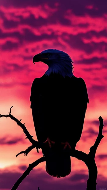 Bald eagle silhouette wallpaper with the bald eagle against a dramatic red and purple sky.