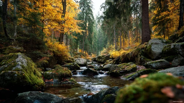 Beautiful Fall forest with a gentle stream flowing between mossy rocks and golden foliage overhead.