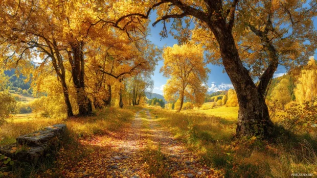 Beautiful Fall landscape with golden forests and clear blue skies, vibrant leaves scattered across a quiet path.