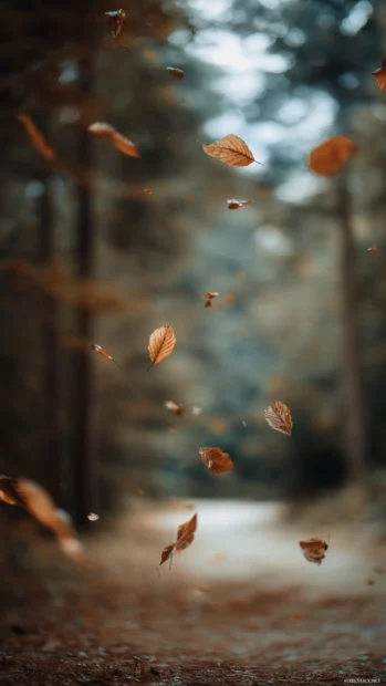 Beautiful Fall leaves gently falling from tall trees, captured in a soft focus iPhone frame with a cozy autumn vibe.