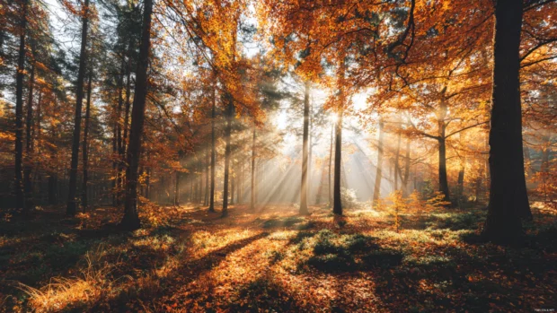 Beautiful Fall morning with sunbeams shining through tall amber trees, a soft carpet of fallen leaves covering the ground.