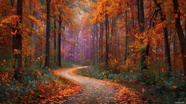Beautiful Fall pathway winding through a dense forest with colorful leaves raining from above.