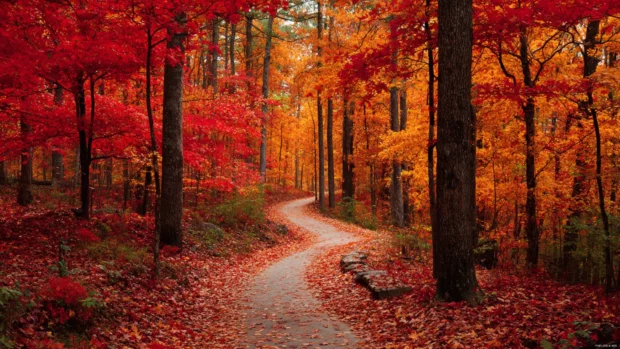 Beautiful Fall pathway winding through a forest of fiery red and golden trees, crisp leaves covering the trail.