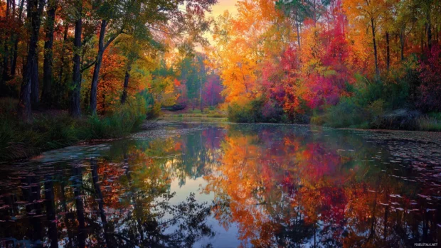 Beautiful Fall reflecting on a still pond surrounded by trees bursting in brilliant autumn shades.