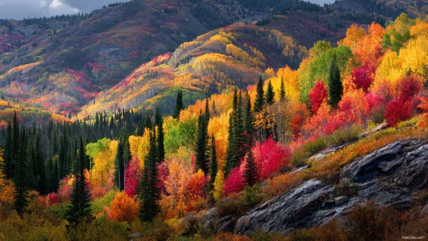 Beautiful fall foliage wallpaper capturing tapestry of red yellow and copper leaves mosaic across mountain slope.