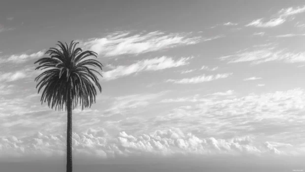 Black and white palm tree blending into an elegant minimal skyline with soft textured clouds.