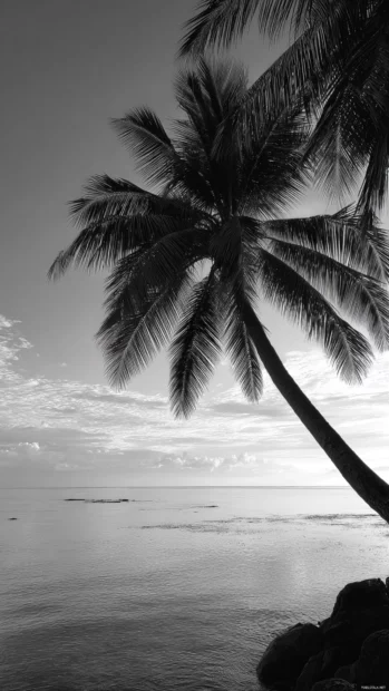 Black and white palm tree casting long shadows on an empty tropical beach at noonSilhouetted black and white palm tree gently curving over still ocean waters.