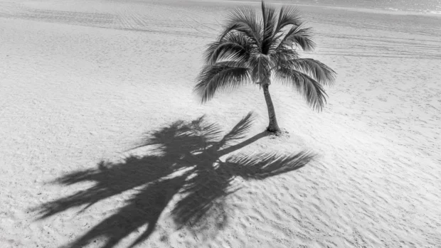 Black and white palm tree creating bold shadows on fine sandy beaches under bright daylight.