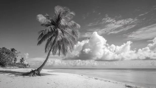 Black and white palm tree gracefully swaying under a wide open sky on a deserted beach.