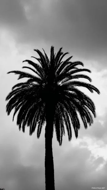 Black and white palm tree iPhone wallpaper showing tall palm silhouette framed in vertical composition under moody sky.