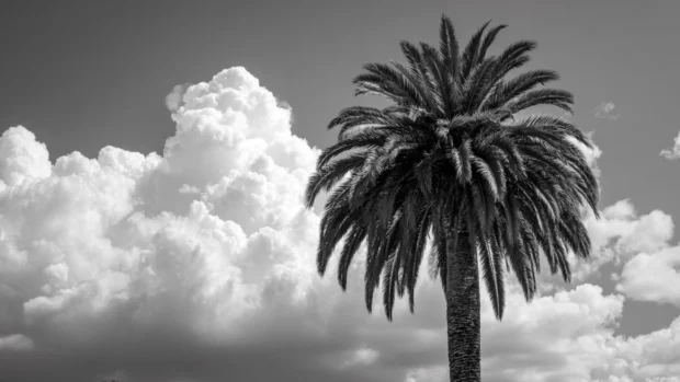 Black and white palm tree silhouetted against a bright sky with detailed leaf textures.
