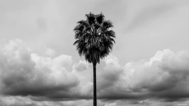 Black and white palm tree standing tall under a cloudy sky, minimalist composition.