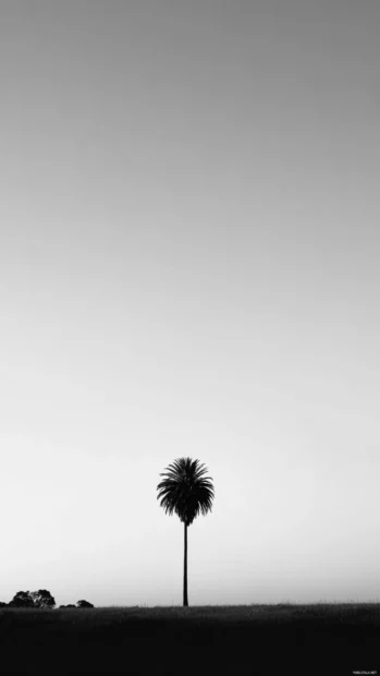 Black and white palm tree towering above a soft horizon, minimal background.