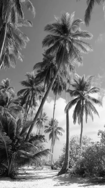 Black and white tropical palm wallpaper for phone capturing clustered palms rising from sandy monochrome dunes.