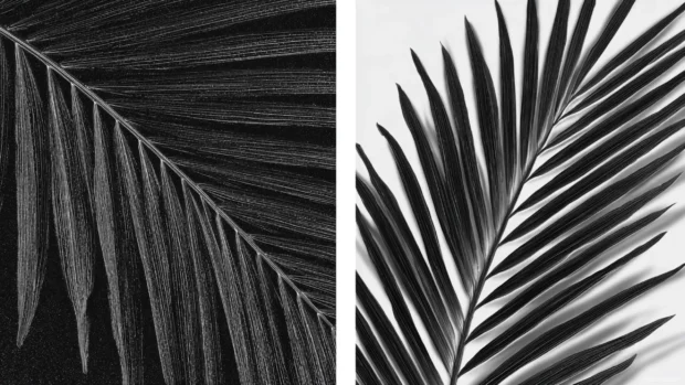 Black palm leaf wallpaper with close up detail of frond veins in high contrast on white background.