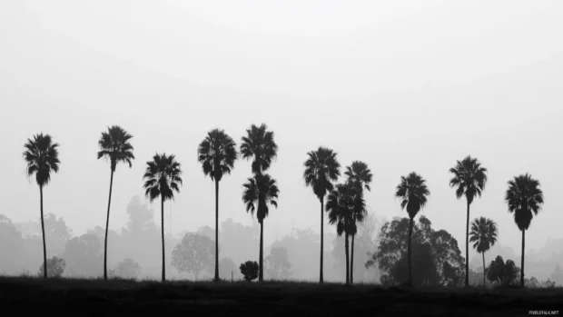 Black palm leaf wallpaper with close up detail of frond veins in high contrast on white backgroundPalm tree silhouette wallpaper black and white style capturing multiple palms in.
