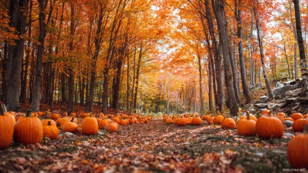 Bright orange pumpkin patch resting under tall fall trees with colorful foliage surrounding the scene.