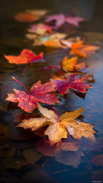 Brightly colored Fall leaves resting on the surface of a calm pond, creating a serene reflection.