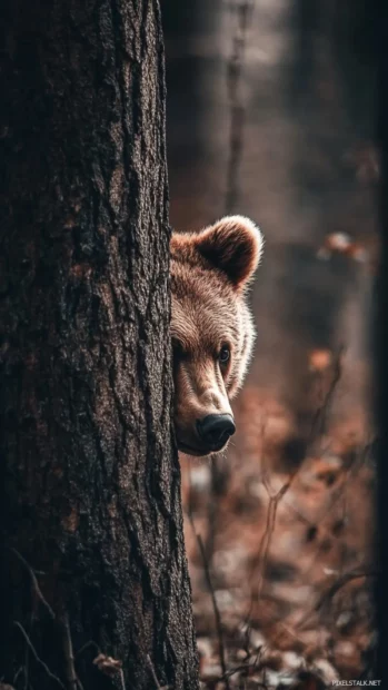 Brown bear peeking from behind a tree trunk in the woods.