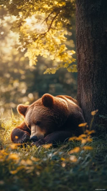Brown bear resting under a tree in the summer sunlight, realistic wildlife photography.