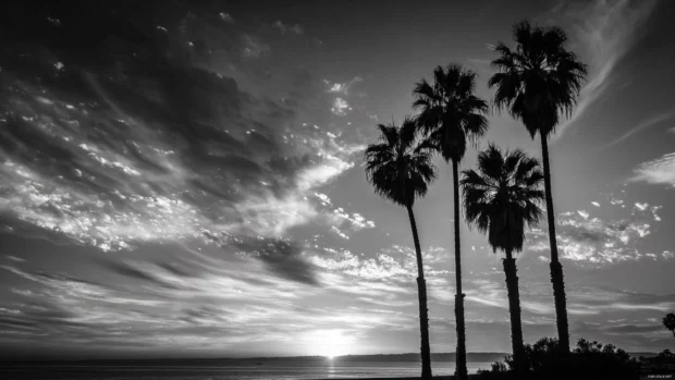 Classic coastal sunset replaced with a black and white aesthetic featuring palm tree silhouettes.