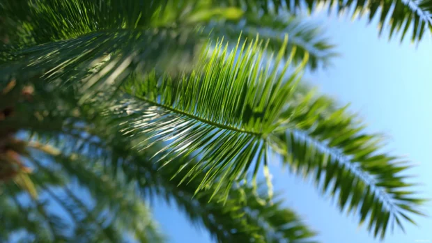 Close up 4K capture of palm tree leaves with intricate details against a bright summer sky.