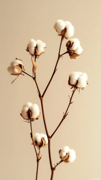 Close up Earth tone aesthetic of cotton branch on neutral background.