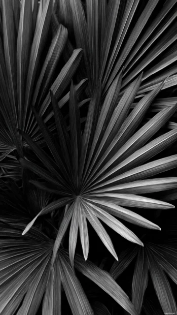 Close up black and white palm tree leaves forming striking geometric patterns.