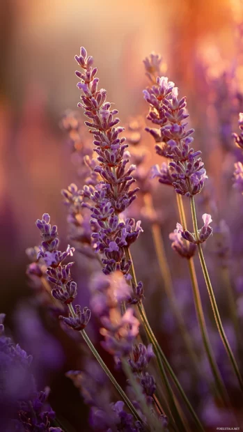 Close up of lavender blossoms with bokeh background and warm afternoon glow.