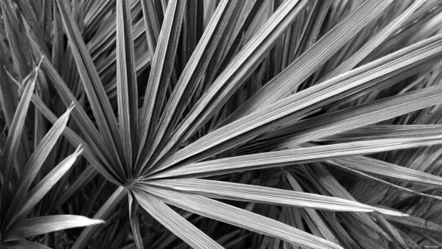 Close up of palm tree leaves captured in black and white, sharp lines and high contrast.
