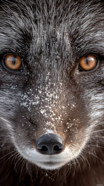 Close up vertical frame of an Arctic Fox face with deep amber eyes, snow dusted whiskers, high clarity.