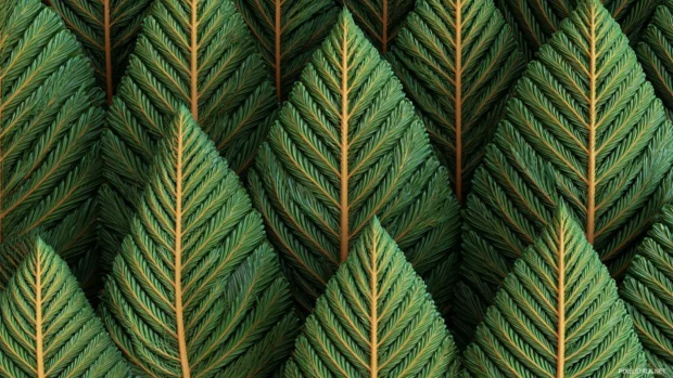 Close up view of Palm tree leaves arranged symmetrically.